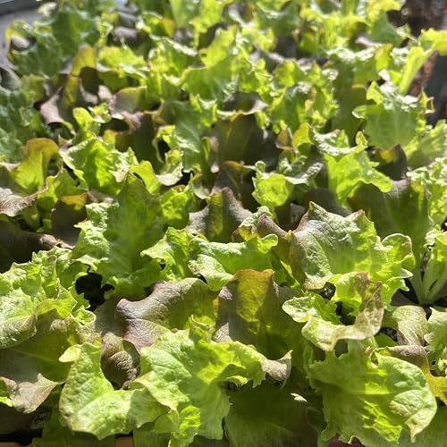 Salat Lollo-Rossa Salatjungpflanzen 12er-Set