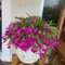 Semi di cactus di Natale - piante da giardino roccioso resistenti - Serie Piante Rare - perenni resistenti perenni semi di erbe aromatiche cactus di Natale piante resistenti per 50pcs