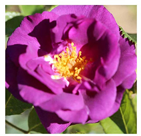 Rosa Bush Rose Floribunda 'Rhapsody in Blue' Plant