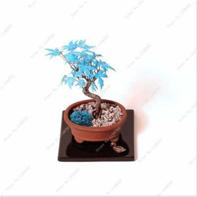 50 PC Seltene China Bule Ahorn Bonsai-Baum-Samen, Rare Sky Blue Maple Balkonpflanzen Schöne Maple Leafs Für Hausgarten 3