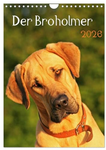 Der Broholmer (Wandkalender 2026 DIN A4 hoch), CALVENDO Monatskalender: Kalender für Fans dieser beeindruckenden Hunderasse (CALVENDO Tiere)