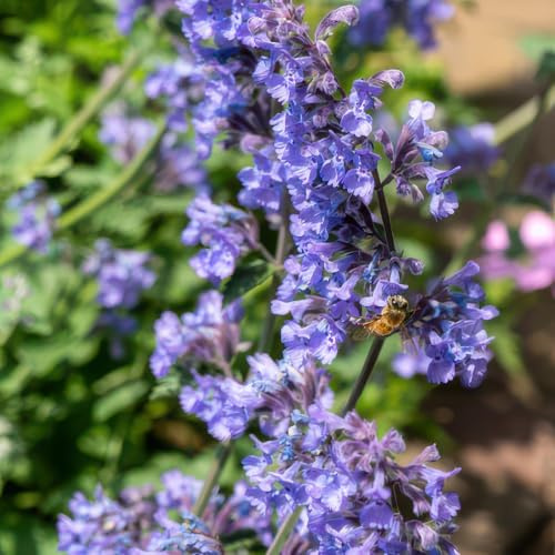 Katzenminze Nepeta 'Six Hills Giant' Lila Staude 12 Pflanzen Ø9 cm 10-25 cm | bienen und Schmetterlinge, sonnig und Pflegeleicht, winterhart, für Beet und Kübel