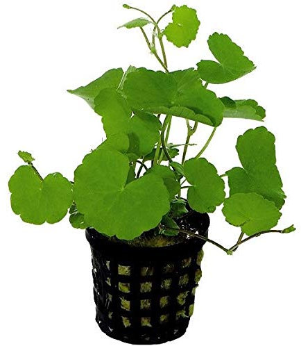Hydrocotyle leucocephala (Brazilian Pennywort) - 1 Bunch - Live Aquarium Plant