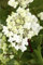 Hydrangea paniculata 'Vanille-Fraise' 40-60 cm - Rispenhortensie, zweifarbige Blüten von Weiß zu Rosa, Blütezeit Juli-September, ideal für Rabatten, pflegeleicht und winterhart