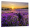 Wallario Herdabdeckplatte/Spritzschutz aus Glas, 2-teilig, 60x52cm, für Ceran- und Induktionsherde, Sonnenuntergang über dem Lavendel