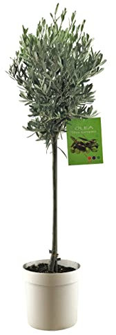 Pianta di Ulivo - Olea Europaea - H 80/100 cm - Vaso Bianco ø20