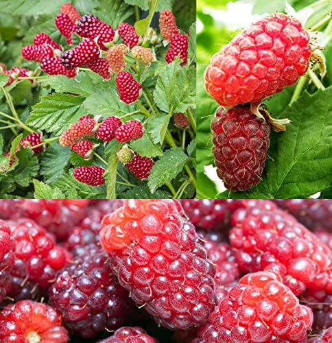 Loganberry Fruit Plant in 9cm Pot - Produces Juicy Edible Fruit Ideal for Use in Cooking and Baking (1 Plant)
