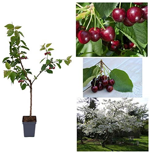 Carbeth Plants Cherry Tree - Prunus avium 'Regina' - 5L Pot (3)