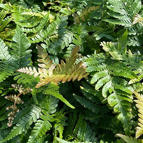 Dryopteris erythrosa von Intragarten | Rotschleierfarn im Topf gewachsen | wintergrüner und mehrjähriger Blattschmuck Farn