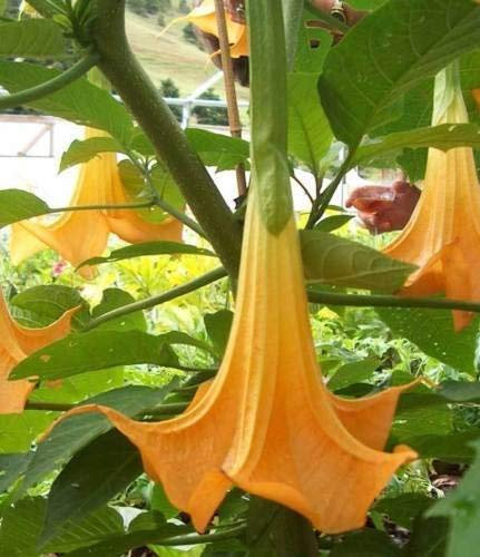 5 Samen von Brugmansia Suaveolens orange Engels-Trompete