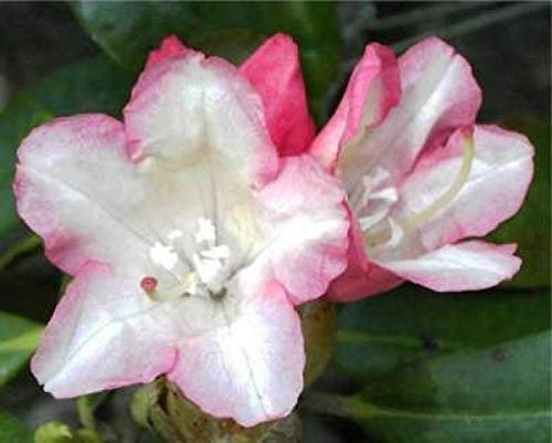 Ball-Rhododendron Minikin - Rhododendron yakushimanum Minikin (25-30)
