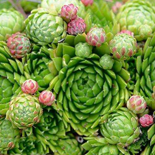 Sukkulenten Samen Mix Winterhart - Fleischfressende Pflanzen - Sukkulente Succulent Plants - Garten Geschenk Geschenke Für Gartenfreunde Zimmerpflanzen Wenig Lichtbedarf Balkon Beet 10 Stück