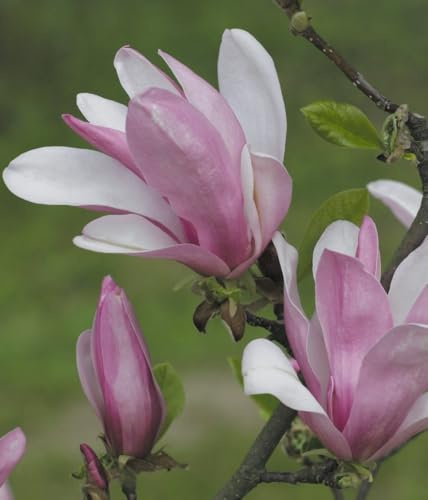 Magnolie George Henry Kern 2L - Schon in jungen Jahren blüht sie üppig