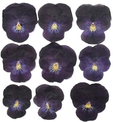 Pressed Dried Pansy Viola Tricolor Flower Plants Herbarium For Jewelry Postcard Bookmark Phone Case Scrapbook Candle DIY(Schwarz)