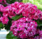 Echter Rotdorn Paul Scarlet 125-150cm - Crataegus laevigata