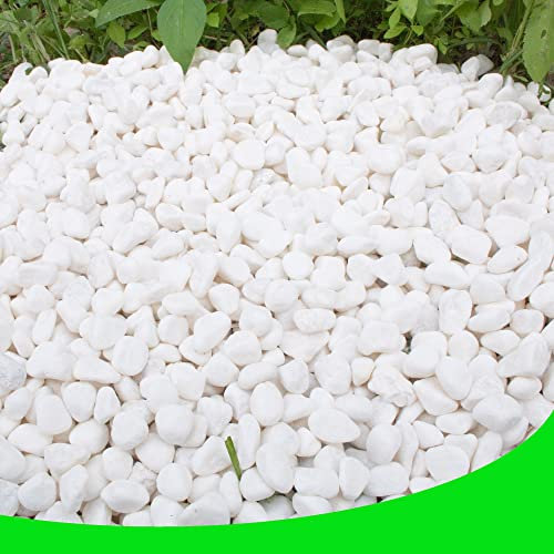 CJGQ Galets blancs pour plantes vases de jardin 3,2 kg pierres blanches gravier pierre décorative 1,27 cm