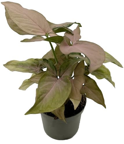 Fangblatt - Syngonium 'Pink Splash' - exotische Zimmerpflanze 15 cm, im 8.5cm Topf – Ideal für Pflanzenliebhaber