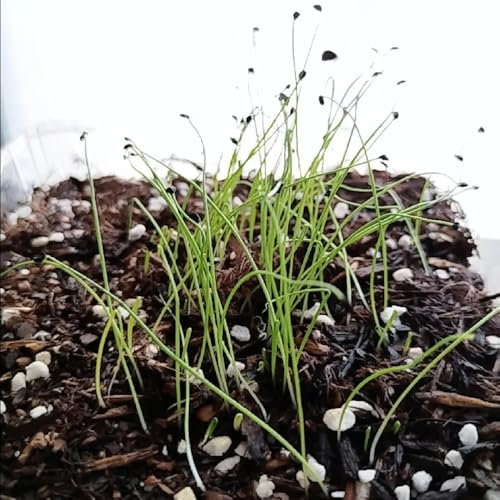 pianta di erba cipollina - semi piante in vaso piante in vaso semi di erbe aromatiche orto - rare - esotici d'appartamento da balcone ortaggi erbacee vegetali giardino erbe 700pcs