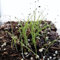 pianta di erba cipollina - semi piante in vaso piante in vaso semi di erbe aromatiche orto - rare - esotici d'appartamento da balcone ortaggi erbacee vegetali giardino erbe 700pcs