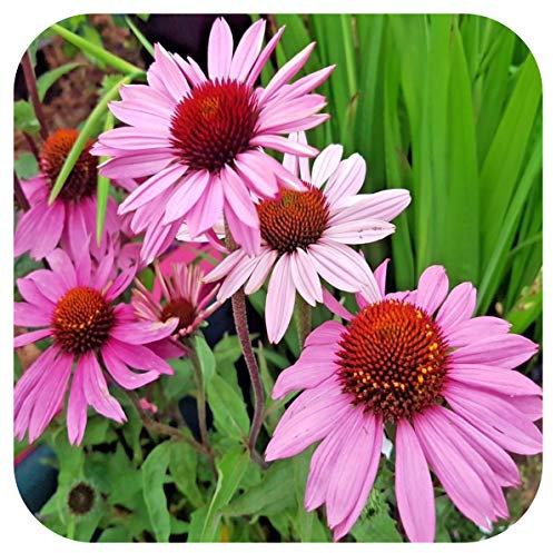 Echinacea 'Purpurea' x 6 Plug Plants Hardy Perennial 'Coneflower'