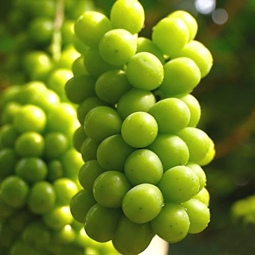 Semillas de uva, 100 piezas Semillas de uva para plantar Semillas para plantar verduras y frutas, Semillas de frutas dulces sin OGM Shine-Muscat Grape Home Garden Semillas hidropónicas Semillas