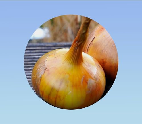 250 graines d oignon paille des vertus - saveur douce et bonne conservation