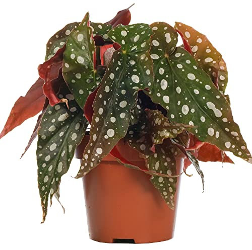 Begonia Maculata Natural Planta Tropical Resistente y Fácil de Cuidar
