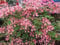 Rhododendron luteum Pucella - Azalea Pucella