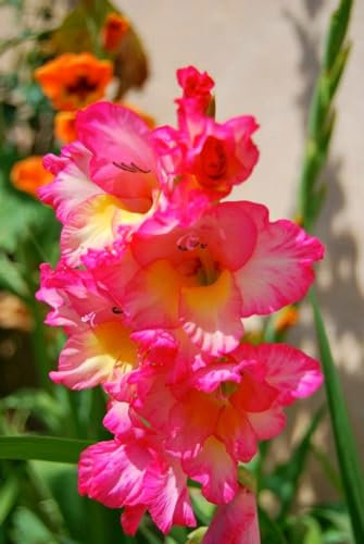 Bulbi Di Gladioli, Colori Dell'Arcobaleno,Bulbi Da Giardino,Gladioli, Balcone,Tanti Fiori, Resistenti Al Freddo, Fioritura Precoce,Piante In Vaso, Misteriosi Bulbi Magici-10bulbi-D