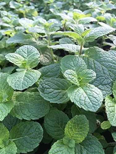 Apple Mint Mentha suaveolens herb Plant Perennial Plant Loved by Bees 9cm Pot