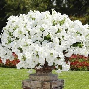 100pcs hängende Petunien Samen Melisse ursprünglichen Blumensamen mehrjährigen Blumen für Hausgarten Bonsai Topf pflanzen Petunie 3