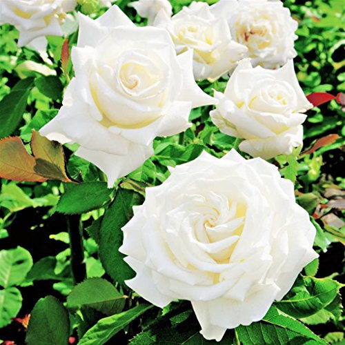 Pianta in zolla da esterno roseto ROSA BIANCA PLANTARETTE 'PROFUMO DI VENERE'
