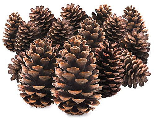 TRIXES 15PCS Cono de Pino -Decoracion del arbol-Suministros para Hacer guirnaldas de Navidad - Pot Pourri - 12cm - Accessories del Arte del Cono de Pino-Color Marron Natural