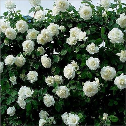 PERZOE 100 semi di rosa rampicante, pianta da fiore, giardino domestico, tetto, bonsai, balcone Bianco