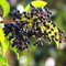 500 pz Semi di siepe di ligustro - Ligustrum lucidum - Piante resistenti all'inverno per il giardino Ligustrum lucido piante d'appartamento piante verdi semi di varietà antiche regalo