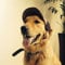 YJZQ Baseballkappe für Hunde, Baseballmütze, verstellbar, mit Ohrlöchern, Sonnenhut, atmungsaktiv, für große Hunde, Größe L, Kaffeeblau