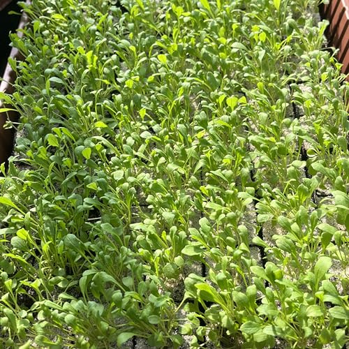 Florapartner Rucola - Jungpflanzen 6er-Set