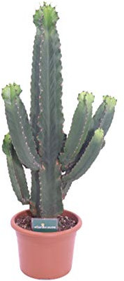 Pianta di Euphorbia Ingens pianta grassa ornamentale Cactus da interno casa appartamento ufficio pianta vera di Euphorbia Ingens venduta da eGarden.store