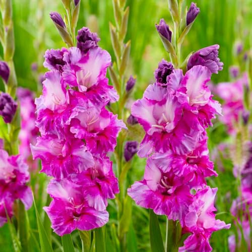 YouGarden Gladioli 'Purple Art', Set of 10 Bulbs, Size 12/14, Ready to Grow On and Plant Out, Summer Flowering Gladioli, For Patio Pots and Garden Borders