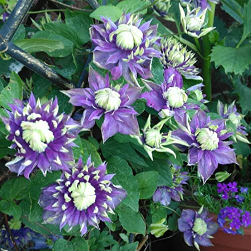 Lange BlüTezeit, Balkon Rhizome, Clematis Rhizome, MehrjäHrig, BlüHen In Verschiedenen Farben, Winterharte, Sehr Bienenfreundlich, Für Garten,-6zwiebeln-C