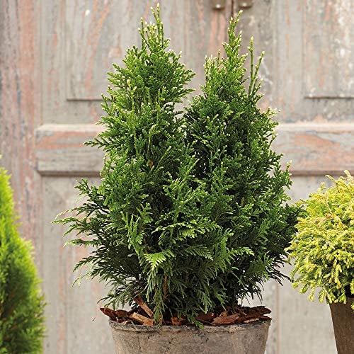 Potted Hardy Garden Shrub Thuja, Western Red Cedar, Compact Conifer, Hedging & Garden Borders, Low Maintenance Evergreen, 1 x Thuja Can Can Plant in a 9cm Pot by Thompson & Morgan