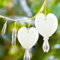 Benoon Blutendes Herz Samen, 10 Stück/Beutel Blutendes Herz Samen Mehrjährige Ernte Rote Bonsai Dicentra Samen Für Balkon Weiß