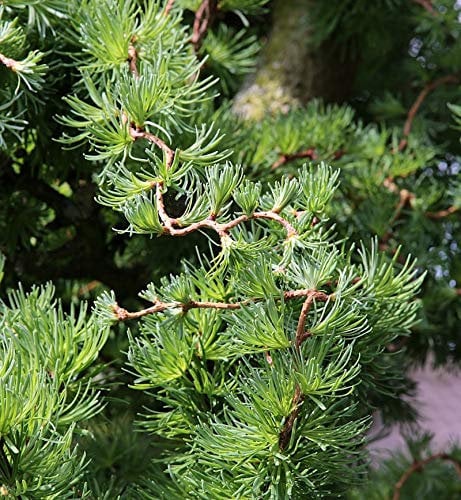 Japanische Korkenzieher Lärche Diana 40-60cm - Larix kaempferi