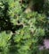 Japanische Korkenzieher Lärche Diana 40-60cm - Larix kaempferi