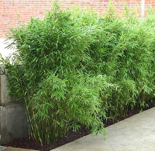 Bambus für Hecken - im Container 80 bis 100 cm