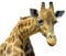 Apalis Fenstersticker Fensterfolie Neugierige Giraffe Fensterbilder HxB: 50 x 60cm