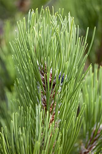 Pinus heldreichii 'Compact Gem' 30-40 cm - Bosnische Kiefer, kompakte Form, immergrün, ideal für Steingärten, winterhart und pflegeleicht