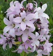 Campanula lactiflora 'Loddon Anna' 3 x Plug Plants