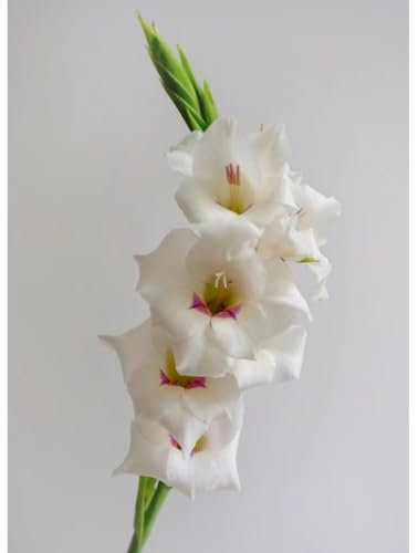 Gladiolen Zwiebeln Gladiolen knollen Dekorative Pflanzen FüR Den Garten Gladiolen Samen