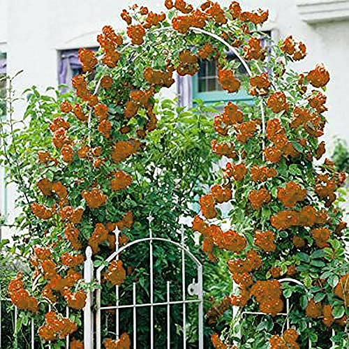 Orange Kletterrose Rosa Setigera Blumensamen Rosen Hausgarten
